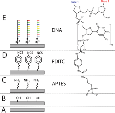 DNA immobilization using PDITC chemistry. On the surface of an unmodified substrate (A), hydroxyl groups are generated using oxygen plasma (B); next, the aminosilane APTES reacts with the hydroxyl groups, leaving an amine terminated surface (C); the homobifunctional PDITC binds to the amine groups, terminating the surface with thiocyanate groups (D); finally, an oligonucleotide with 5′- amine modification is covalently bonded to the surface (E).