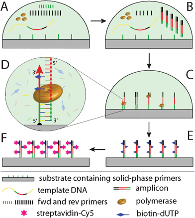 Schematics of solid-phase PCR used for evaluation of the immobilization protocol. Initially, a reaction compartment comprises solid-phase primers as well as forward (fwd) and reverse (rev) primers in an asymmetric ratio (A); in the beginning, PCR proceeds preferably in the liquid phase, until the fwd primer is depleted (B); then, solid-phase PCR dominates, where the immobilized primer is extended by polymerase activity. Biotin-dUTPs are incorporated into the reaction for labeling (C, D) and subsequent visualization of the SP-PCR product by staining with streptavidin-Cy5 (E, F).