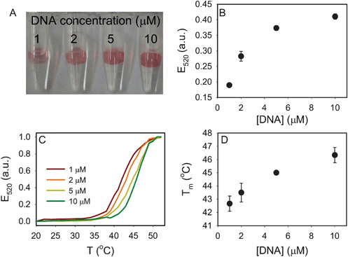 Effect of acrydite-modified DNA concentration in hydrogel (4% gels). (A) A photograph of the four hydrogels with DNA-linked AuNPs. A higher DNA concentration resulted in more AuNP attachment. (B) Quantification of AuNP on the gel after complete thermal dissociation of AuNPs. (C) The normalized melting curves of the four samples. (D) Tm as a function of DNA concentration.