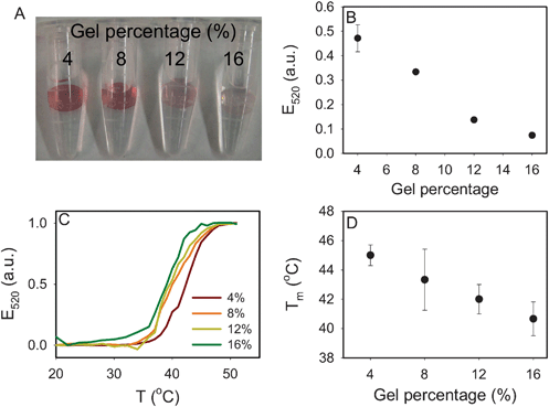 Effect of gel percentage (acrydite DNA concentration = 10 μM). (A) A photograph of the four hydrogels with DNA-linked AuNPs. A higher gel percentage resulted in less AuNP attachment. (B) Quantification of AuNP on the gel after complete thermal dissociation of AuNPs. (C) The normalized melting curves of the four samples. (D) Tm as a function of gel percentage.