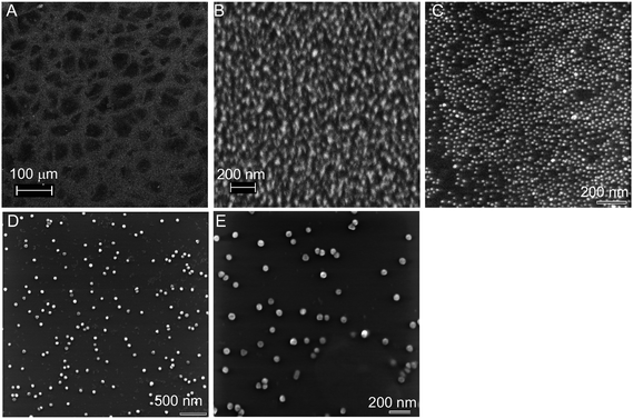 SEM and SHIM micrographs of dried hydrogel samples. (A) A low magnification SEM image of the dried gel surface. Gel surfaces containing 13 nm AuNPs imaged using SEM (B) and SHIM (C). (D,E) Gel surfaces containing 50 nm AuNPs imaged using SHIM. All the gels were 4% with 10 μM acrydite-DNA.