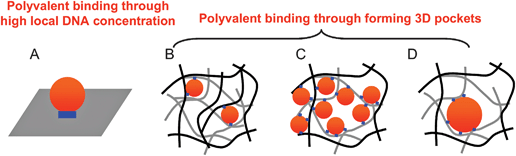 Schematic presentation of the binding between DNA-functionalized hydrogels and AuNPs. The DNA linkages are shown as the blue bars or dots. The AuNPs are shown as the red dots. The gel matrix is shown in black or gray lines. (A) In a planar surface, polyvalent binding is achieved via a high local DNA concentration in a small contacting area. In a porous hydrogel, polyvalent binding is achieved via formation of 3D binding pocket (B–D). A high percentage gel has a small number of surface binding sites (B) while a low percentage gel is more porous to bind more AuNPs (C). The number of binding sites reduced with increasing AuNP size (D).