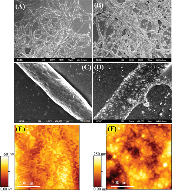 SEM images of functionalized AVM before (A, low magnification; C, high magnification) and after (B, low magnification; D, high magnification) binding with cadmium; AFM images of functionalized AVM before (E) and after (F) binding with cadmium.