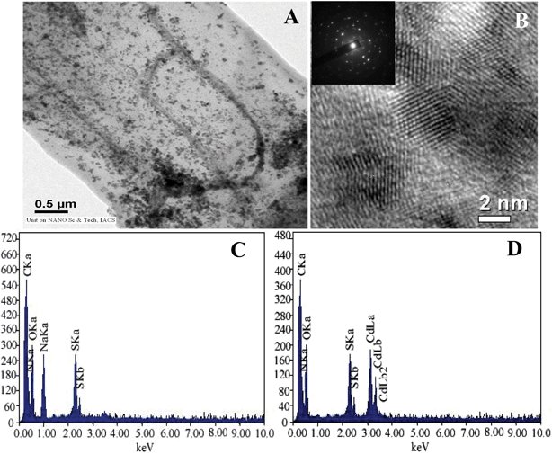 TEM image (A) of functionalized AVM after binding with cadmium; HRTEM image (B) of CdS nanocrystals formed on the functionalized AVM. SAED pattern (B, inset) of CdS nanocrystal; EDXA spectra of functionalized AVM before (C) and after (D) binding of cadmium.