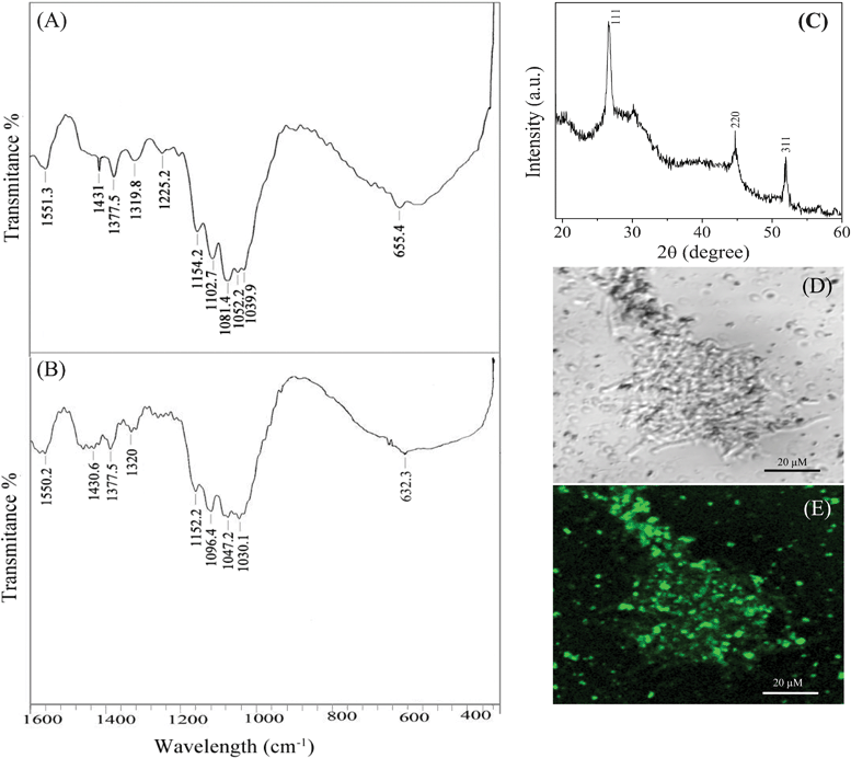 FTIR spectra of functionalized AVM before (A) and after (B) treatment with cadmium solution; XRD pattern (C) of the as-synthesized CdS nanoparticles; bright field (D) and fluorescence microscopy (E) image shows luminescence property of CdS nanocrystals formed on the functionalized AVM. Micrographs were recorded on a fluorescence microscope (Olympus BX-61) using an excitation filter of BP460-495 nm and a band absorbance filter covering wavelengths below 505 nm.