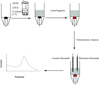 Schematic illustration of the experimental procedure.