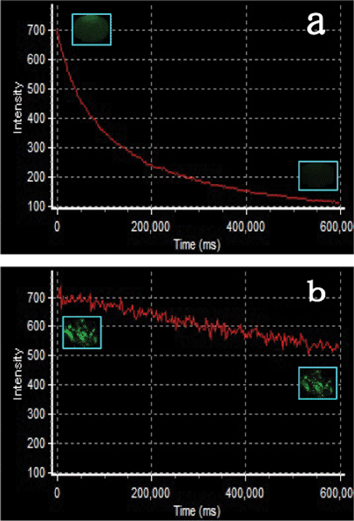 Nonbleaching property test of YAG:Ce biolabels in contrast with Alexa488. The luminescent intensity of a cell incubated with the YAG:Ce NPs and Alexa488 was monitored by a confocal microscope with exciting lasers of 405, 457 and 488 nm. Scanning time: 600 s; acquisition time interval: 3 s. Insets are the first and last images of the cells incubated with Alexa488 and YAG:Ce NPs in the monitoring process. The images are false colored.