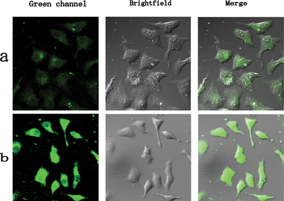 Confocal, bright field, and superimposed images of live HepG2 cells labeled with YAG:Ce NPs with different incubation times. The images are false colored.