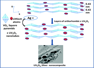 Staging of silver nanoparticles in NTs of LVO.1b