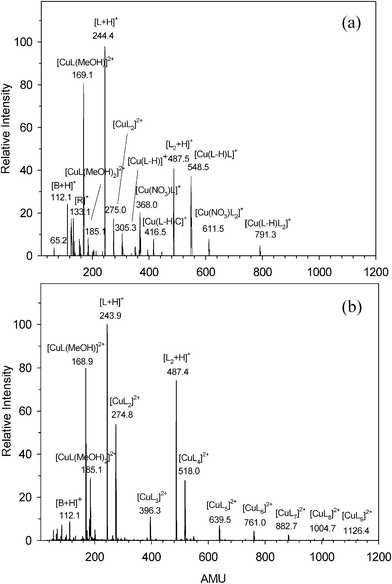 
            ESI-MS spectra of a water–methanol solution of (a) Cu2+ (0.2 M) and cytidine (0.4 mM) and (b) Cu2+ (0.4 M) and cytidine (0.8 mM).