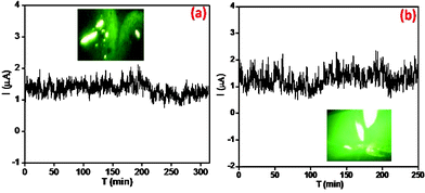 The current–time (I–t) plot of (a) PANI nanofibers and (b) PANI nanotubes on APTMS/Si. The inset shows a field emission micrograph of the respective PANI films.