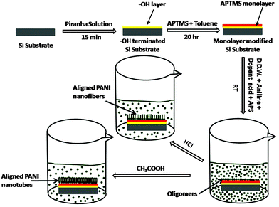 Schematic of synthesis procedure of PANI nanostructures on APTMS/Si.