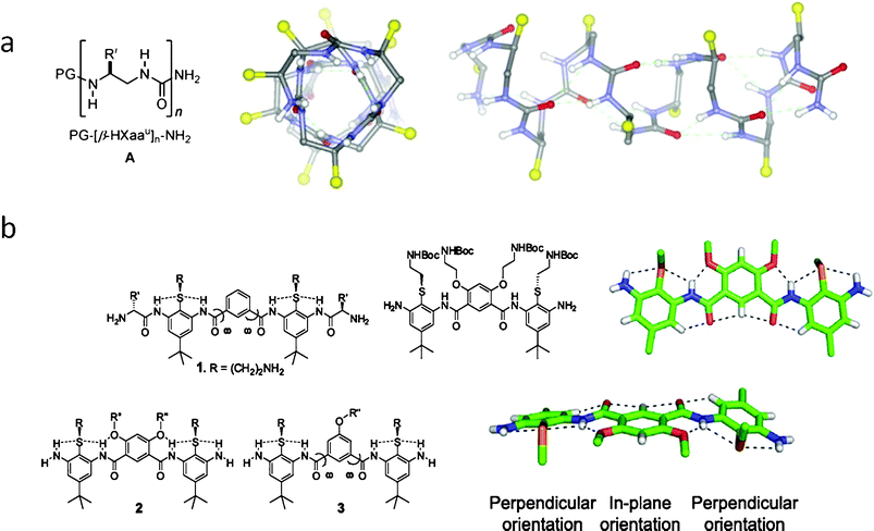 (a) Designed oligoureas fold into stable α-helix by H–bonded rings;124 (b) Non-helical, conformationally restrained, and facially amphiphilic antimicrobial aromatic acrylamide oligomers.127