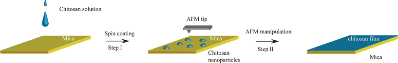 Schematic of the creation of a uniform ultra-thin chitosan film. Step I: deposition of soluble chitosan solution onto the mica substrate and spin coating to obtain chitosan nanoparticles; Step II: manipulation of the nanoparticle layer by means of an AFM tip with constant exerted force to fabricate the ultra-thin chitosan film.