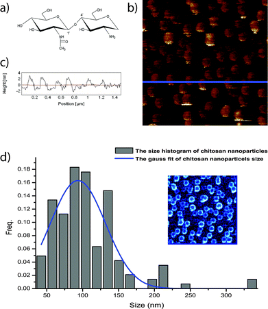 (a) Chemical structure of carbohydrate chitosan; (b) morphology image of chitosan nanoparticles; (c) line profile of the blue solid line in (b), and the height of chitosan nanoparticles is around 2.5 nm; the size of the image is 1.5 μm by 1.5 μm; (d) size distribution of the chitosan nanoparticles, and the height is 93.3 ± 36.8 nm. (inset phase image of the chitosan nanoparticles).