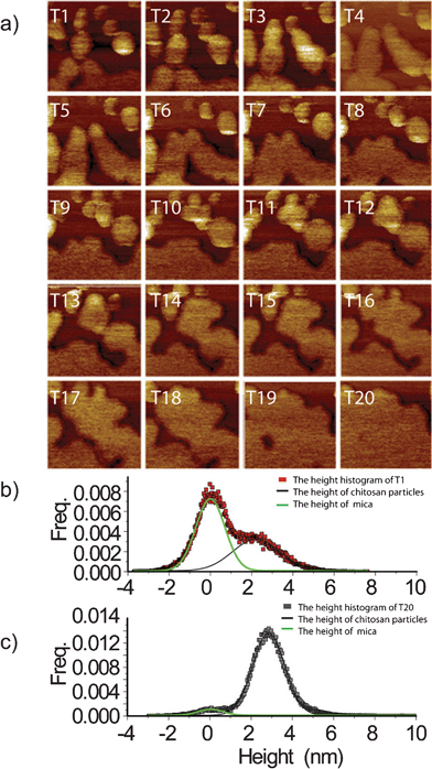 (a) Time-lapse in situ morphology images of chitosan nanoparticles/film; (b) height histogram of T1; (c) height histogram of T20; the size of the images is 500 nm by 500 nm.