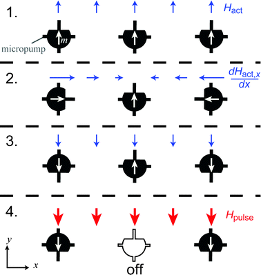 Selective micropump orientation method. Using a four step process, a single device is chosen to be disabled. 1. Using a uniform upward field, all devices are pointed in the y-direction. 2. Using two horizontal coils operated in opposition, a horizontal field gradient  is applied. At the center of the coil system, a point of zero field exists, positioned over one of the micropumps. This point can be shifted horizontally to select different devices for disabling. 3. A uniform −y field is applied, rotating all devices down except the selected device, which has zero torque due to being antiparallel to the applied field. 4. The switching pulse Hpulse is applied to switch all devices pointing in the +y-direction. Devices pointing in the −y-direction are unaffected. Fluid channels are not shown for clarity.