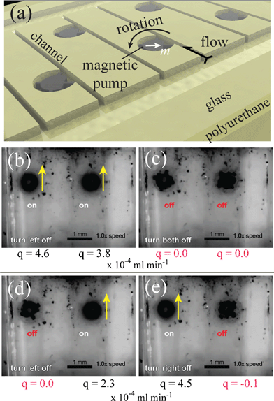 Frames from a video of two addressable micropumps in microfluidic channels. (a) A rendering of the fluid channel for an array of micropumps. Each of the micropumps, actuated by rotating applied field of magnitude 9.0 kA m−1 at a rate of 30 Hz, can be addressed by selective disabling. (b) Both micropumps are on. (c) Both micropumps are off. (d) The left micropump is disabled. (e) The right micropump is disabled. The liquid is 5 cSt silicone oil, and black ink particles are included for flow visualization. Flow direction is indicated by yellow arrow and the approximate flow rate q is given below each channel with an approximate error of ± 0.2 × 10−4 mL min−1. Video showing selective pumping is available in the ESI.