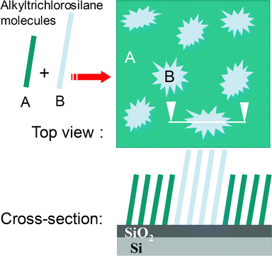 Scheme of the phase separation between two alkyltrichlorosilanes of different lengths.