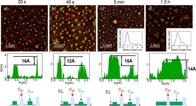 AFM images (10 × 10 μm2) of the growth of a C30/C18 monolayer at LTLH with a 1 : 1 ratio Rsol in hexane and CCl4, and associated representative height profiles. EL stands for the expanded liquid molecular phase. Inset shows relative height distributions (solid) fitted by Gaussian functions (dot). The results are consistent with the height profiles. In AFM image c) three peaks arise: the first one corresponds to the EL phase, the second to C18 islands, and the third to C30 islands. In AFM image d) the distribution is bimodal with C18 (1st peak) and C30 islands (2nd peak).