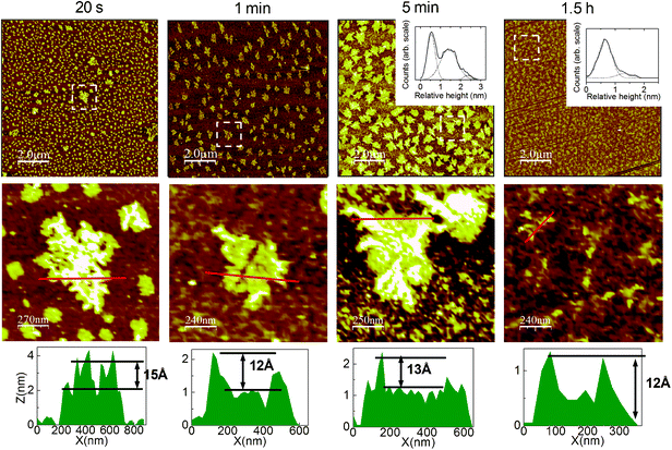 Growth kinetics of a C30/C18 monolayer at LTLH with a 1 : 1 ratio Rsol in hexadecane and CCl4. Upper AFM images are 10 × 10 μm2, and corresponding zooms are about 1.3 × 1.3 μm2. Insets show relative height distribution (solid) fitted by Gaussian functions (dot). At 5 min the first peak is associated to the EL phase, the second to C18 islands, and the third to C30 filaments. In the final SAM (1.5 h), the distribution is bimodal with C18 (1st peak) and C30 filaments (2nd peak). Typical height profiles are also shown.