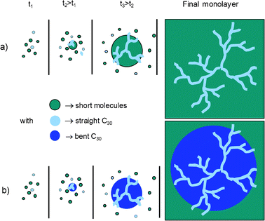 Scheme of two scenarios for the formation of C30 filaments surrounded in the final SAM (a) directly by a continuous phase of the shorter molecule, and (b) by an intermediate region of bent C30 that have collapsed.