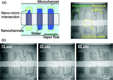 (a) An illustration and a micrograph of the initial condition in micro and nanochannels at 21.9 °C. (b) Time courses of capillary evaporation of water in nano–micro intersections.