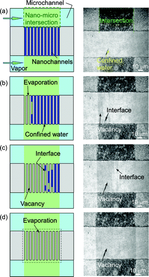 Typical illustrations and micrographs for time courses of capillary evaporation of water confined in 103 nm sized nanochannels. (a) Before reaching 22.2 °C, (b) 8 s after reaching 22.2 °C, (c) 16 s after reaching 22.2 °C, and (d) 32 s after reaching 22.2 °C.