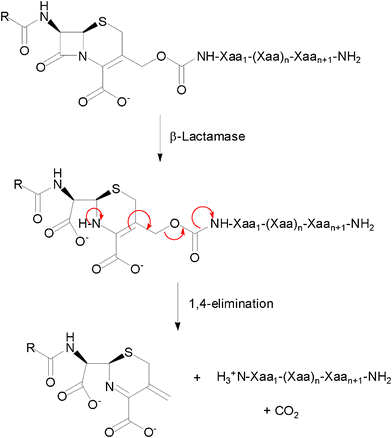 General structure and reaction of a cephalosporin-host defence peptide conjugate as a β-lactamase-dependent prodrug.