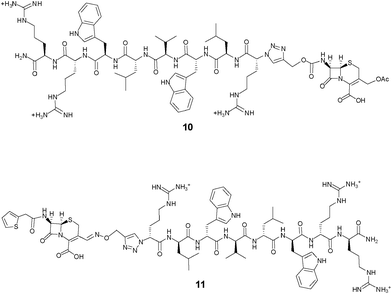 Structures of the cephalosporin-d-Bac8c(Leu2,5) conjugates based on non-cleavable linkers. In 10, the peptide is conjugated at the 7-position of the cephem core; in 11, the peptide is conjugated at the 3′-position of the cephem core through a stable oxime linker.