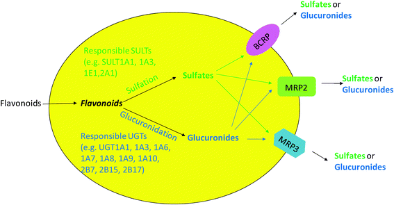 Cellular interplay between phase II enzymes and efflux transporters in flavonoid disposition.