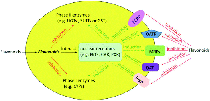 Effects of flavonoids on phase I and II enzymes and transporters in cells. The solid line represents the inhibition, whereas the dotted line represents induction via various nuclear receptors.