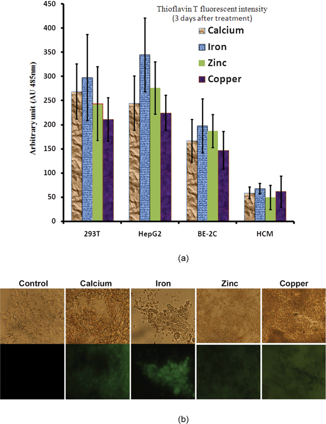 Amyloid formation in the presence of cationic ions. (a) Thioflavin T fluorescence measured in various cell lines exposed to the same amount of cationic ions at a 5 μM concentration (b) Corresponding light and fluorescence microscope images for control and treated kidney cells. Unpublished data by the authors.