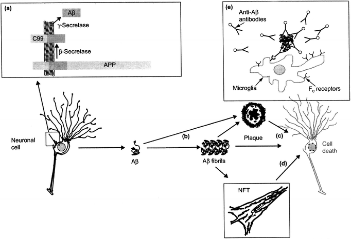 Illustration of the amyloid cascade hypothesis. (a) After processing of APP by β- and γ-secretase, Aβ is secreted and (b) aggregates into fibrils that deposit in senile plaques. Fibrils and plaques can induce neurotoxicity (c) directly or (d) indirectly, e.g. by the formation of NFTs. (e) A possible treatment concept is immunization with Aβ, which can induce an Fc receptor mediated clearance process by phagocytic microglia cells (reproduced with permission from ref 23)