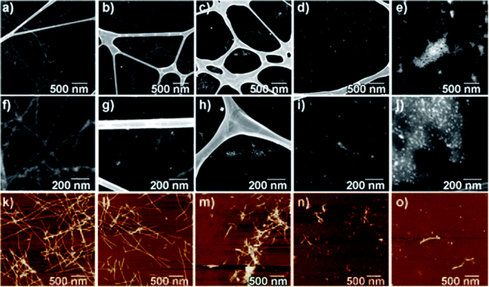 TEM (a–j) and AFM (k–o) images of Aβ1-40 incubated with and without CdTe NPs. [CdTe] : [Aβ1-40] molar ratios: (a, f, k) 0, (b, g, l) 0.001, (c, h, m) 0.005, (d, i, n) 0.01, and (e, j, o) 0.05. In the TEM images, NPs appear as bright spots that can be easily distinguished from the fibrils even for small concentrations of the NPs. Reproduced with permission from reference.145