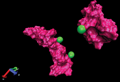 Display of two amyloids in the presence of Ca2+ where two cations are placed on one amyloid and another cation placed on another amyloid (snapshots were taken by VMD software). Unpublished data by the authors.