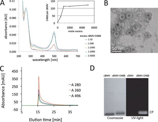 Biochemical characterization of cBMV–O488. (A) UV/Visible spectra of purified cBMV–O488 nanoparticles after conjugation using varying excess of O488 dyes per particle. The inset shows the number of excess O488 per cBMV used for conjugation. (B) Transmission electron micrograph of UAc-stained cBMV–O488 particles. (C) Size exclusion chromatogram of cBMV–O488 monitored at 260 nm (red), 280 nm (blue) (Abs 260 : 280 nm = 1.7) and 496 nm (green, O488 absorbance). Intact cBMV–O488 fractions were collected and further characterized. (D) SDS-PAGE of cBMV and cBMV–O488 visualized under UV light and white light after Coomassie staining.