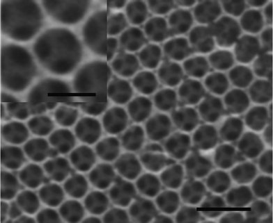 FESEM images of mesh arrays via electrodeposition on a double-layer PS template. The inset shows a magnified image of a single mesh. The scale bar is 2 μm (1 μm in the inset).