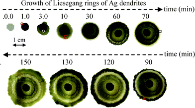 Photographic images of Liesegang rings of dendritic Ag crystals taken at various reaction times. The Zn plate is in the centre of the rings and LR of dendritic Ag crystals grows around the Zn plate.