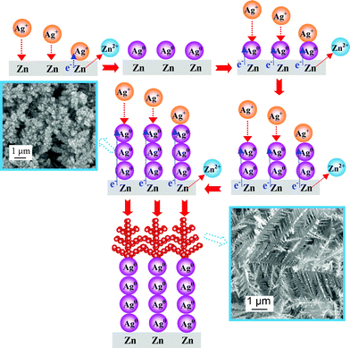 Reaction mechanisms illustrate the formation of Liesegang rings of Ag dendrites (not drawn to scale).