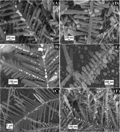 SEM images of different types (A)–(F) of dendritic Ag structure deposited on the surface of Ag mirror emerging from Zn plate obtained in 5.0 mM Ag2SO4 aqueous solution at a reaction time of 10 min. SEM images were captured in the areas indicated by the red rectangle in Fig. 1.