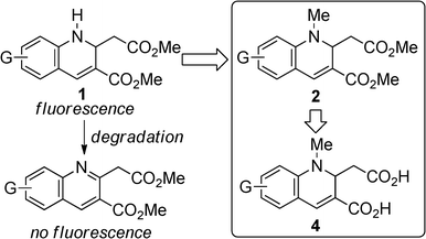 Design for a stable fluorophore based on 1,2-dihydroquinoline structure.