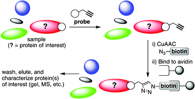 Isolation of alkyne-labelled proteinsviaABPP coupled with CuAAC and biotin-streptavidin enrichment.