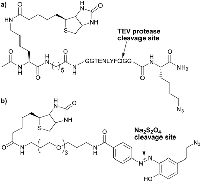 
          a) TEV protease-cleavable4 and b)dithionite-cleavable7 linkers for use in the CuAAC-based, biotin-streptavidin enrichment of alkyne-modified biomolecules.