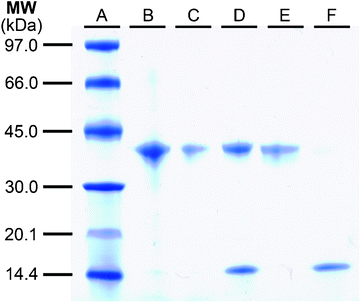 Performance assessment of photocleavable enrichment tag 6 by SDS-PAGE analysis. Lane A) MW ladder; B) solution of 12 before resin binding; C) solution post resin binding; D) elution by SDS boil; E) elution by irradiation at 366 nm; F) control lane (fresh resin treated with non-biotinylated CALB species 11 followed by SDS boil).