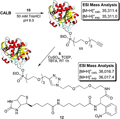 
          Labelling of CALB with fluorophosphonate probe 10 and CuAAC ligation to linker 6.