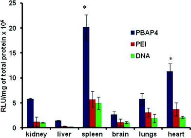 
            In vivo luciferase expression in various organs of Balb/c mice harvested after seven days of treatment with PBAP4/DNA, PEI/DNA and naked DNA. *P < 0.05 vs. PEI and DNA in respective organs.