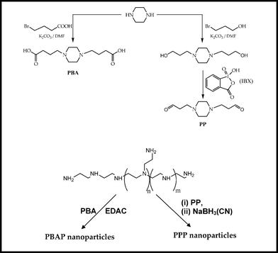 Schematic representation of preparation of PBA and PP crosslinkers followed by PBAP and PPP nanoparticles.