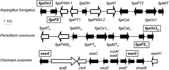 Biosynthetic gene clusters of ergot alkaloids from A. fumigatus Af293, P. commune NRRL2033 and C. purpurea (only parts shown). Homologous genes are indicated as black arrows and the genes investigated in this study, are placed in frames.