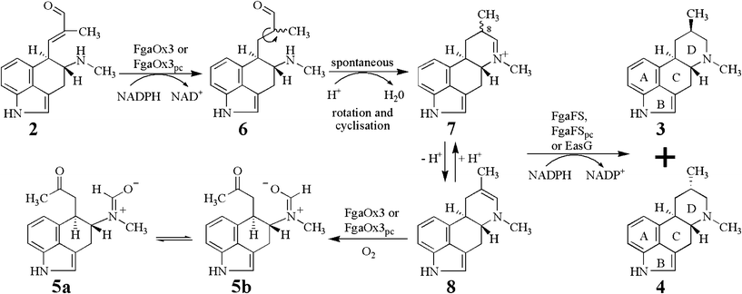 Proposed mechanism of the conversion of chanoclavine-I aldehyde (2) to festuclavine (3) and pyroclavine (4) in P. commune and A. fumigatus by two reduction steps.